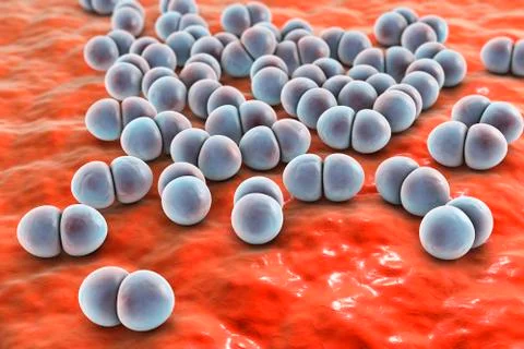 Streptococcus pneumoniae, illustration Stock Illustration