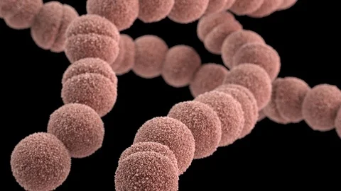 Streptococcus pyogenes bacteria Stock Footage 95090616