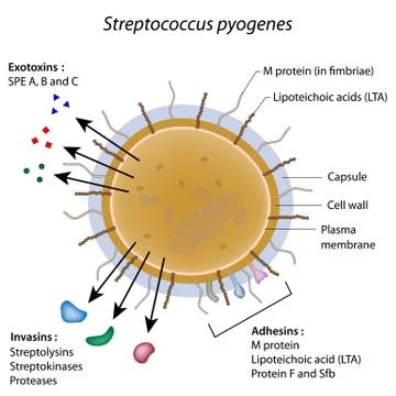Streptococcus pyogenes bacterium Stock Illustration
