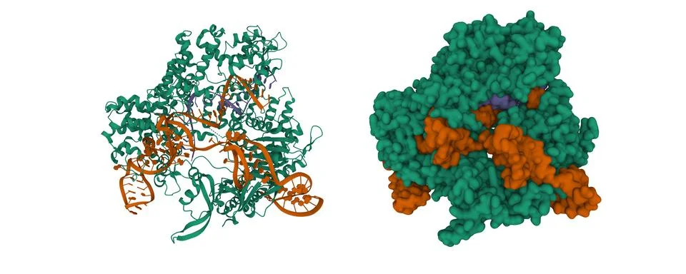 Streptococcus pyogenes Cas9 with guide RNA (blue) and target DNA (brown) Stock Illustration