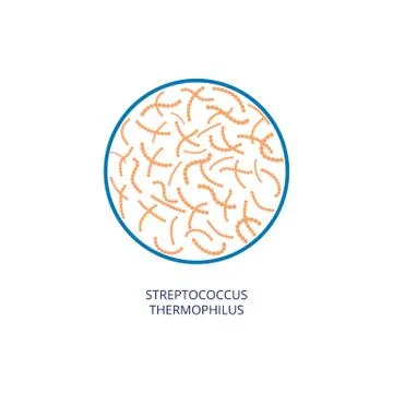 Streptococcus thermophilus bacterium in microscope view Stock Illustration