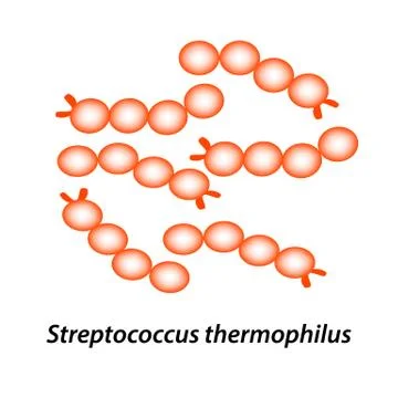 Streptococcus thermophilus. Good intestinal microflora. probiotic, prebiotic Stock Illustration