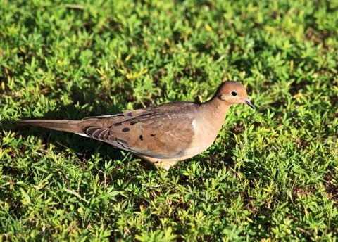Streptopelia 스톡 사진
