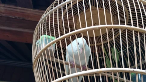 Streptopelia Risoria 動画素材 310344124