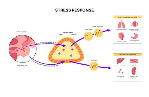 Stress responce system Stock Illustration