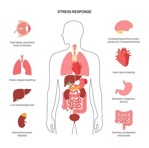 Stress responce system Stock Illustration
