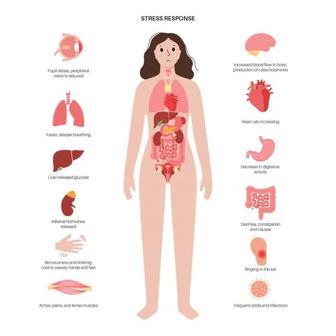 Stress responce system Stock Illustration