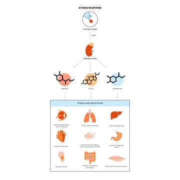 Stress responce system Stock Illustration