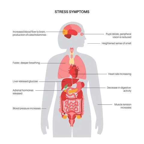 Stress responce system Stock Illustration