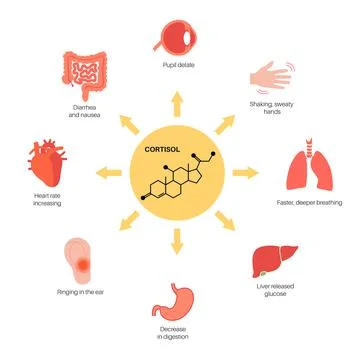 Stress responce system Illustrazione stock