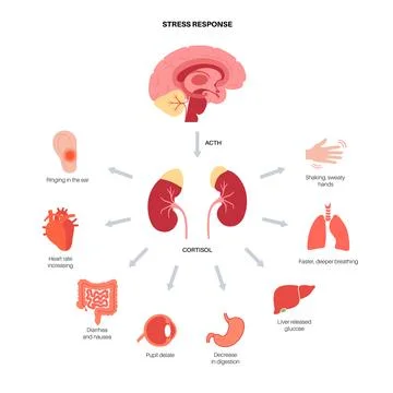 Stress responce system Stock Illustration