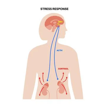 Stress responce system Stock Illustration