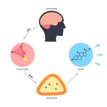 Stress responce system Stock Illustration