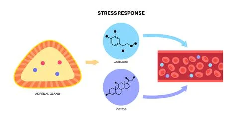 Stress responce system Stock Illustration