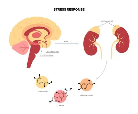 Stress responce system Stock Illustration