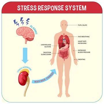 Stress response system scheme Stock Illustration