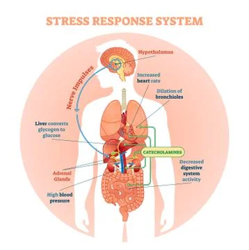 Stress response system vector illustration diagram, nerve impulses scheme. Stock Illustration