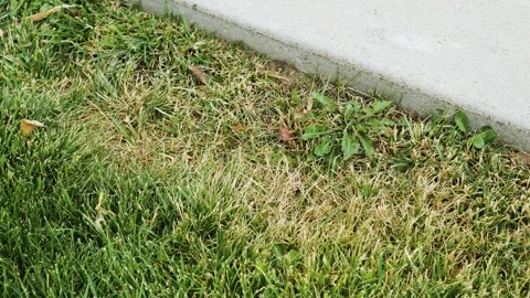 The stressed areas in lawn Stock Footage 139068640