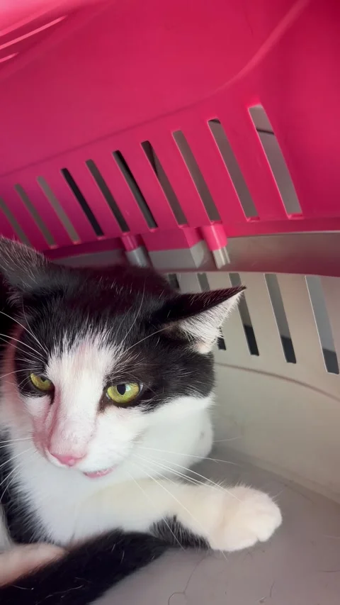 Stressed domestic cat in a plane during flight Stock Footage 337188968