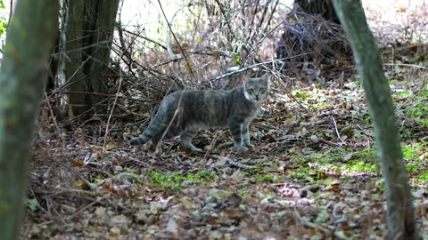 Stressed Gray Cat Meowing in Forest Filmed Handheld Stock Footage 318224067
