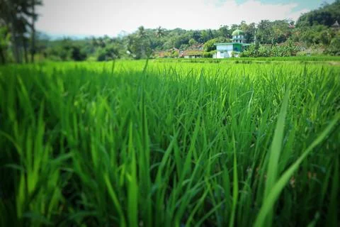 A stretch of bright green rice fields Stock Photos