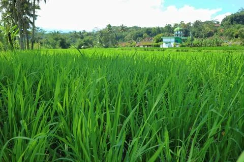 A stretch of bright green rice fields Stock Photos