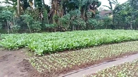 Stretch of caisin vegetable plants Stock Footage 273010562