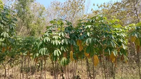 A stretch of green cassava plants. Vídeos de archivo 339310965