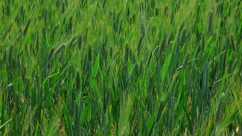 Stretch of green ears of wheat, Siena, Slow motion 動画素材 135400932