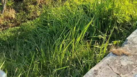 A Stretch Of Green Grass By The Roadside Stock Footage 339317408