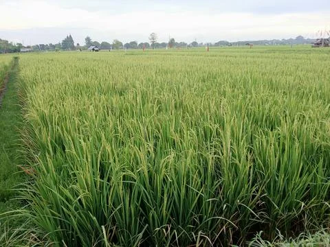 A stretch of rice fields with rice that is starting to turn yellow, a sign that  Stock Photos