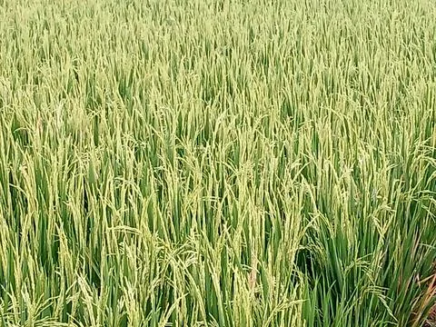 A stretch of rice fields with rice that is starting to turn yellow, a sign that  Stock Photos