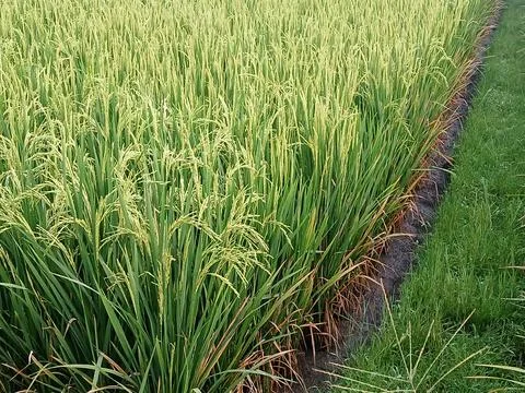 A stretch of rice fields with rice that is starting to turn yellow, a sign .. Stock Photos