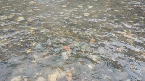 A stretch of small rocks in a calm and clear river flow Stock Footage 195975466