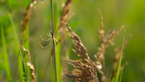 Stretch spider weaving web Stock Footage 297861788