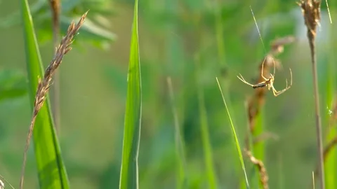 Stretch spider weaving web Video stock 297865355