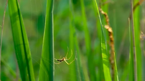 Stretch spider weaving web Stock Footage 297869335