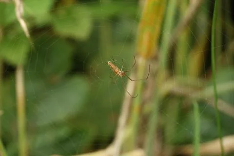 Stretch Spider on a Web Foto stock