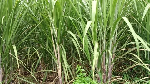A stretch of sugar cane trees starting to grow in the fields Stock Footage 265012859