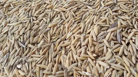 A stretch of unhulled rice Stock Footage 289355192