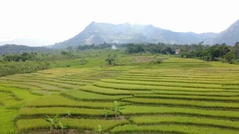 A stretch of vibrant green rice fields in one of the villages in Indonesia Stock Footage 319749246