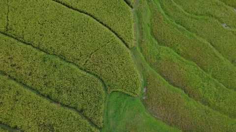 A stretch of vibrant green rice fields in one of the villages in Indonesia Stock Footage 319749368