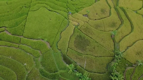 A stretch of vibrant green rice fields in one of the villages in Indonesia Stock Footage 319749449