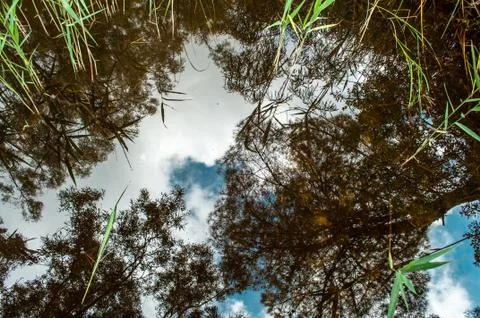 Stretch of water with reflections of trees Stock Photos