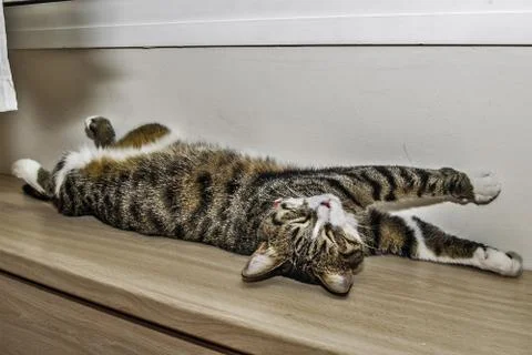 Stretched cat Stock Photos