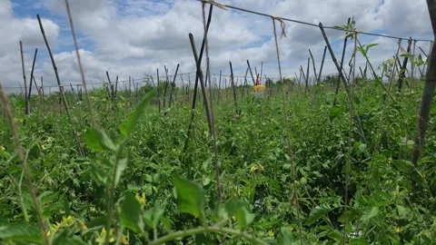 Stretched horizontal string network view looking through thick green tomato rows Stock Footage 345640876