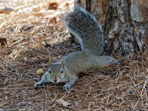 Stretched Out Squirrel Making Eye Contact Stock Photos