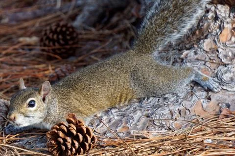 Stretched Out Squirrel Stock Photos
