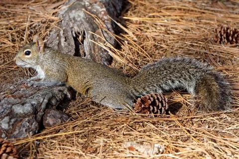 Stretched Out Squirrel Stock Photos