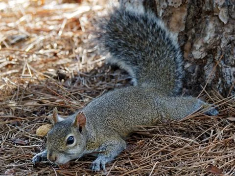 Stretched out Squirrel Stock Photos